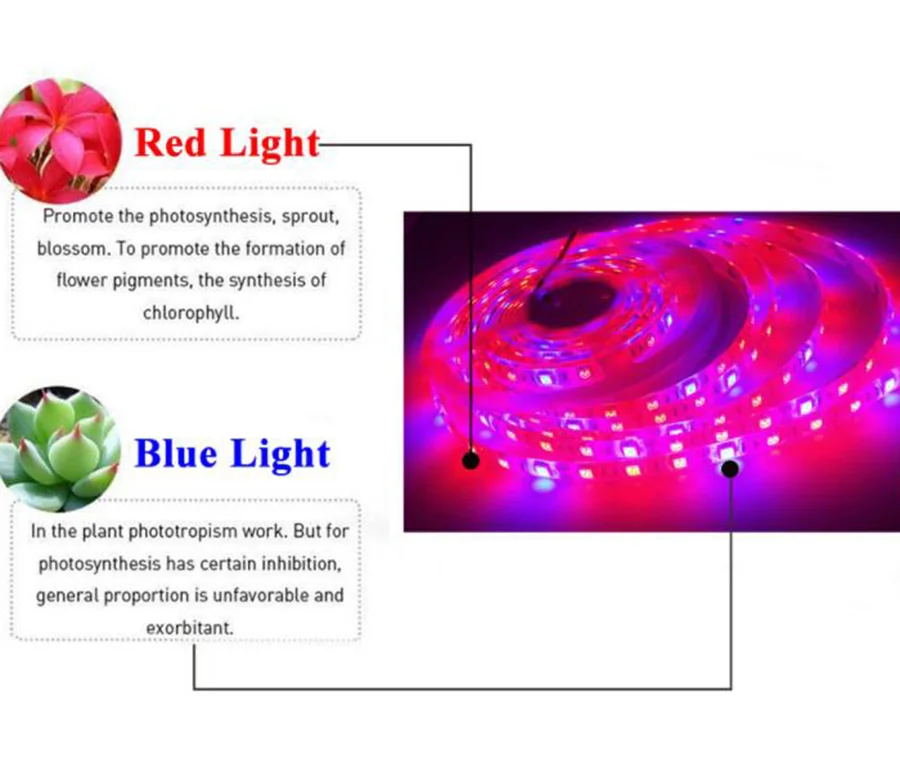DC-12V-5050-60leds-m-LED-Plant (3)