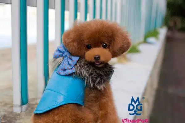 Одежда для домашних животных, зимнее теплое хлопковое Стеганое пальто для собак, стеганая куртка, жилет для маленьких собак