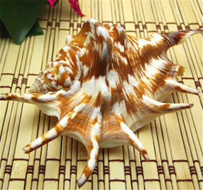

2pcs 8-12cm Rare Natural Conch Sea Shell Elephant's-foot Moon Shell Creative Fashion Home Decoration Nautical Wedding Crafts