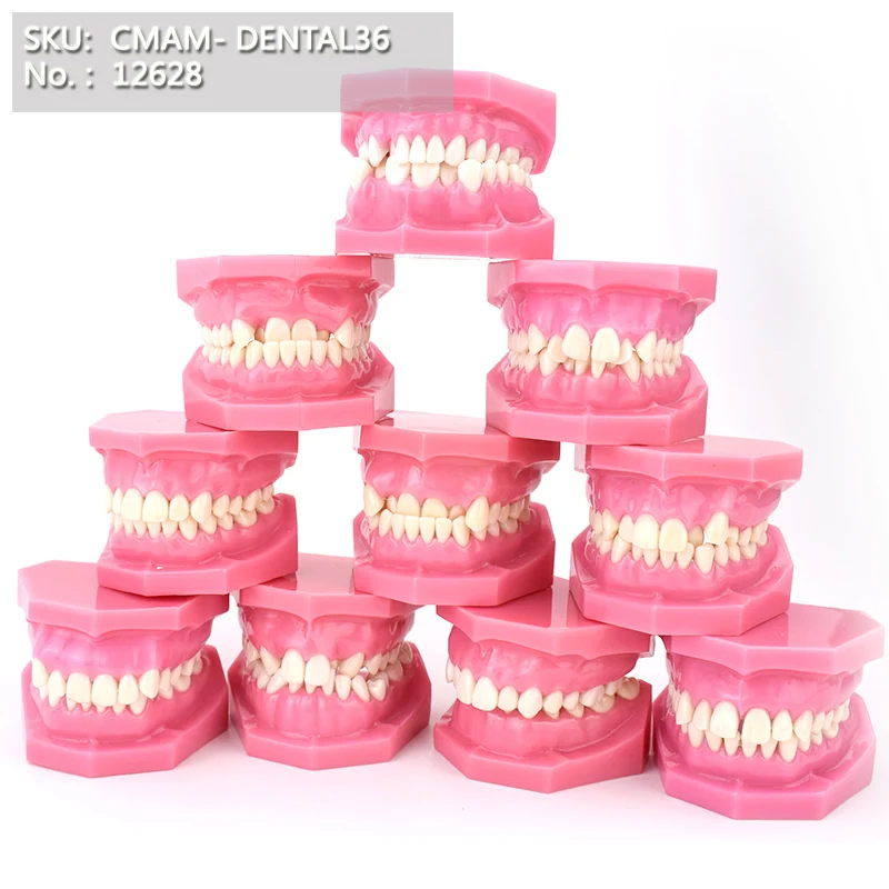 

12628 / Dental Typodont Model, Classification of Angle's Malocclusion, 10in1
