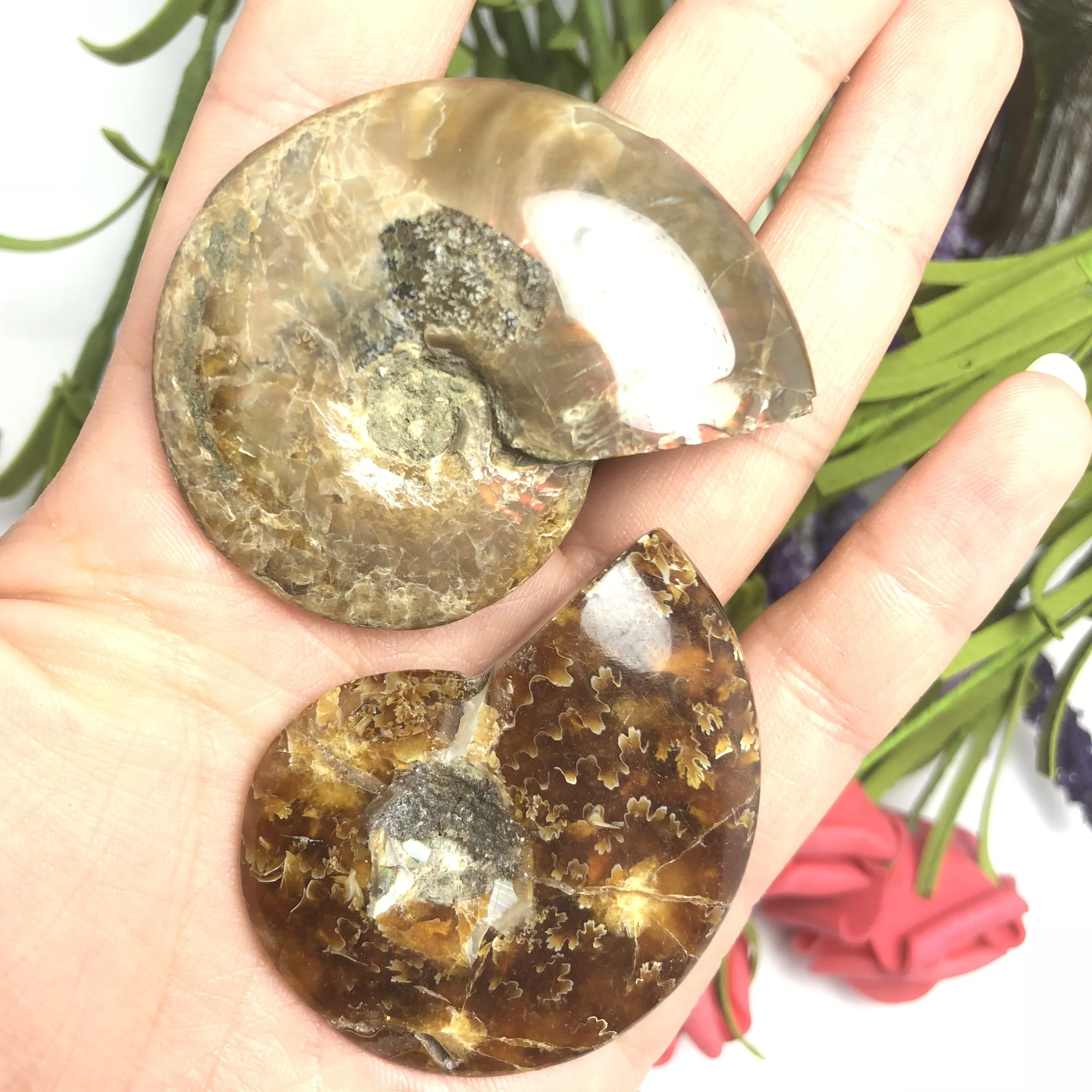 Colorful!!!Natural Polished &quotGoat Horn&quot Fossil Ammonite Conch Douvilleiceras Madagascar Mineral Specimen | Дом и сад