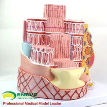

Microsurgical anatomical model of human skeletal muscle fibers