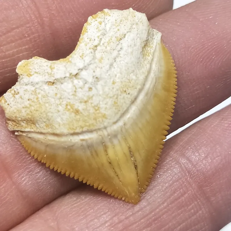 

1pcs 20-30mm natural animal fossil Saw shark teeth fossil mineral specimens for collection as gift decor Pendant free shipping