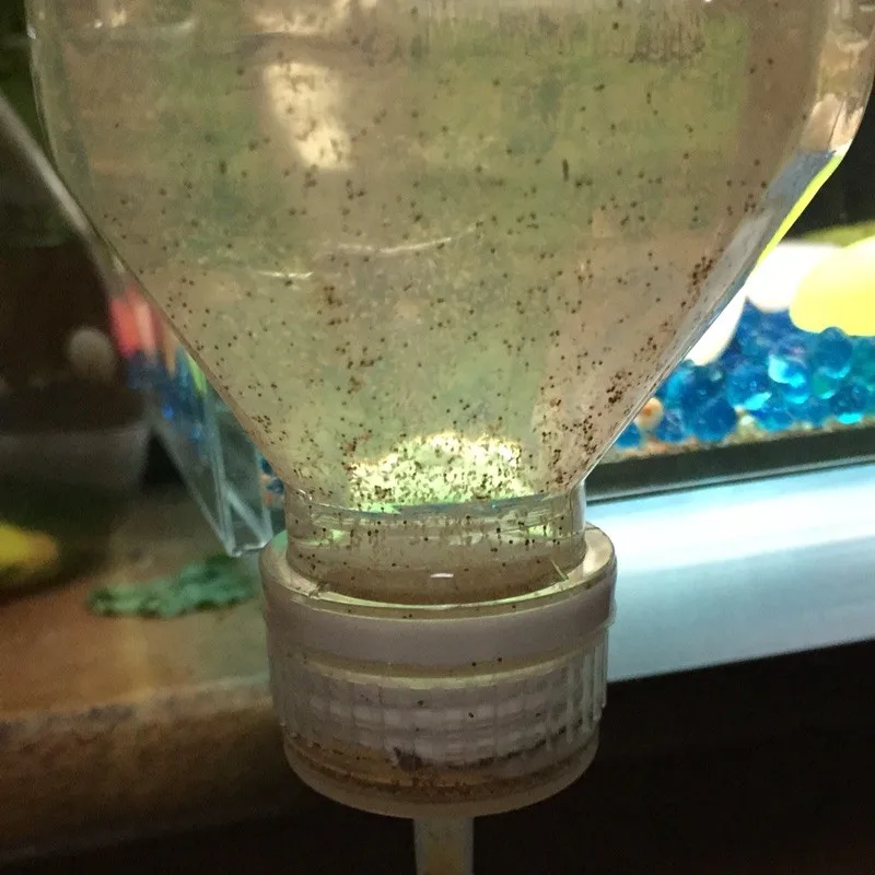 aquarium egg