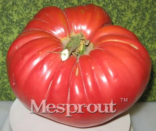 

100 PCS Rare Tomato Bonsai + HEIRLOOM VEGETABLE Bonsai -" Extra-large, Extra-meaty, Extra-tasty Tomato