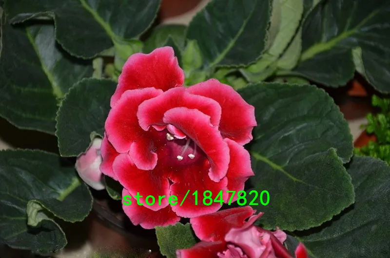 HTB1PB21IFXXXXbbXVXXq6xXFXXXu