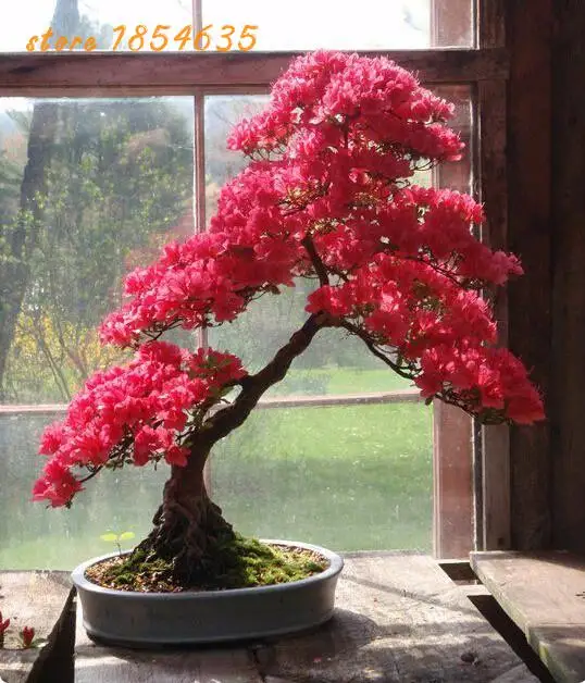 online buy wholesale rhododendron tree from china online buy wholesale rhododendron tree from china