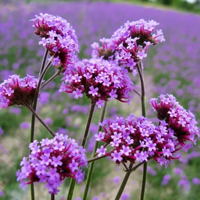 

100pcs/bag Imported Provence Small String Verbena Verbena Officinalis Potted Plants for Home&Garden
