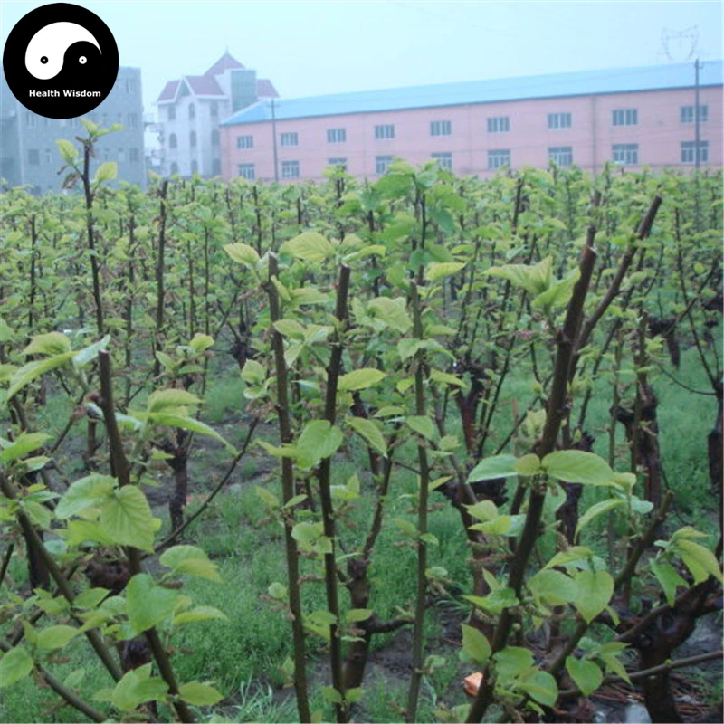 

Buy Morus Alba Tree Semente 400pcs Plant Mulberry Leaf For Silkworm Food Sang Shu