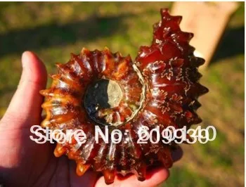 

005290 RARE Natural beautiful Jade of Claw Ammonite Fossil Mineral specimen