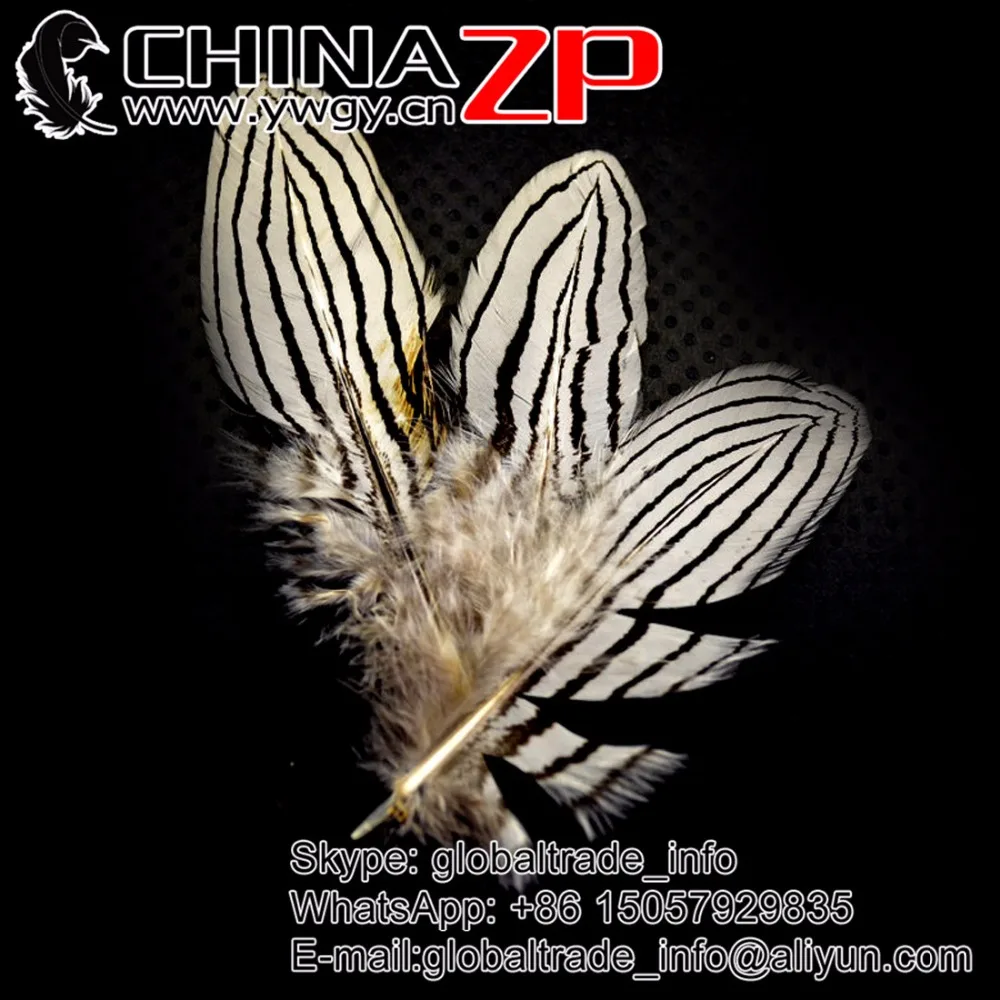 

Leading Supplier CHINAZP Factory 500pcs/lot 15~20cm (6~8inch) Length New Arrival Natural Silver Pheasant Feathers