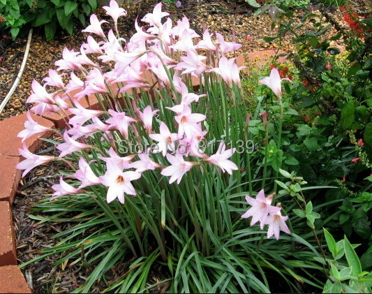 Diy Home Garden Plant 10 Seeds Zephyranthes Rosea Pink Rain Lily Diy Home Garden Plant 10 Seeds Zephyranthes Rosea Pink Rain Lily Rainlily Cuban Zephyr Flower Free Shipping In Bonsai From On