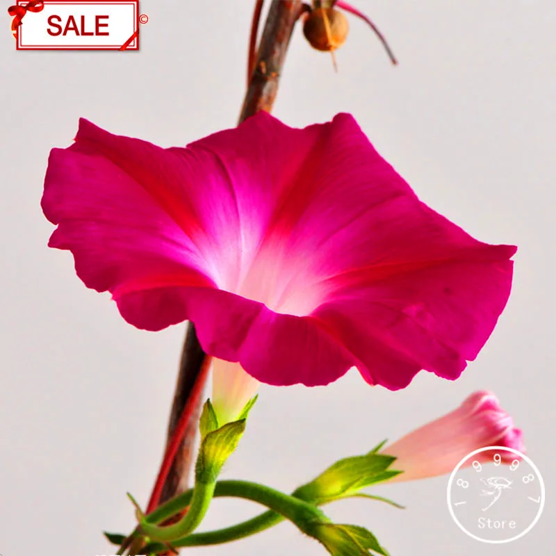 

Hot Sale!10 Varieties Ipomoea Nil Bonsai Flowering Plants Charming Chinese Flower Garden 50 Particles,#X1QHCZ