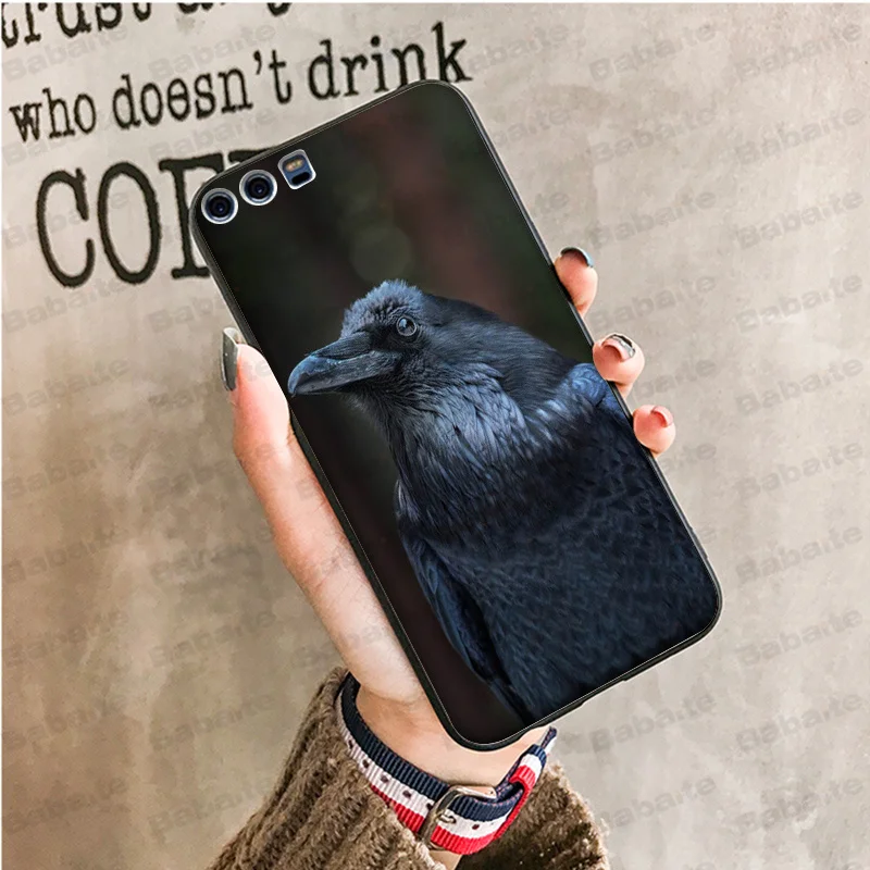 animal crow