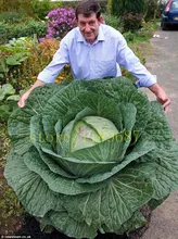 1 пакета(ов) = 200 шт. гигантский капуста легко расти вкусные фрукты овощи семени бесплатно без гмо бесплатная доставка для дома сад
