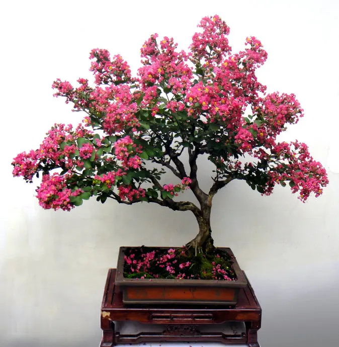 

100 pcs Cheap Home Plants Heirloom Crape Myrtle bonsai Flower Garden Supplies Creepers perfume Flower