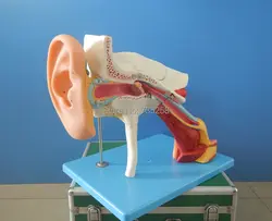 Расширенное ухо, Структура модель, модель кости, ухо усиления модель