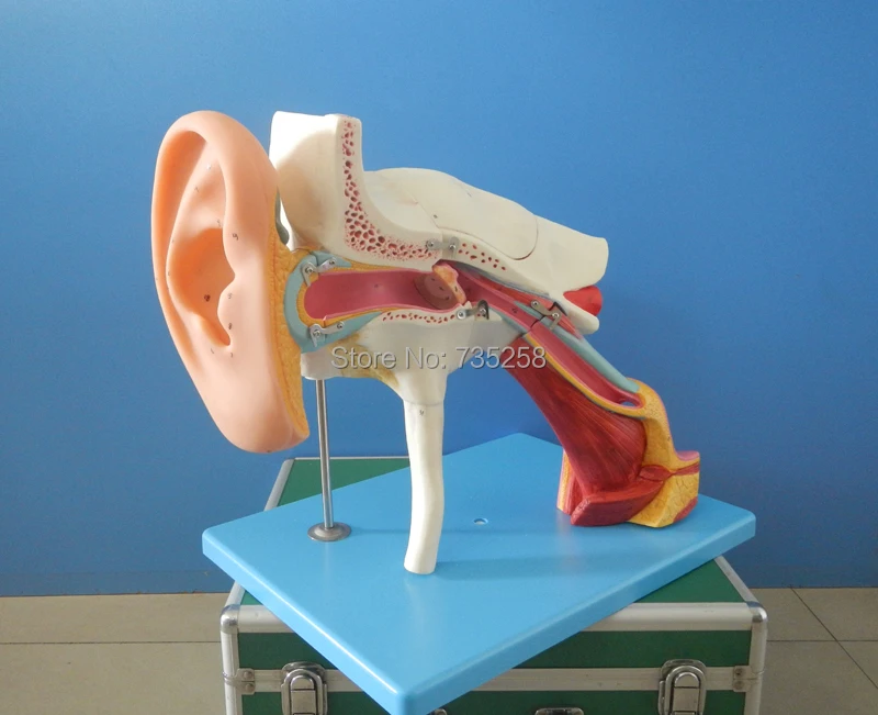 Enlarged Ear,Ear Structure Model, Ear Bone Model,Ear Amplification Model amplified alar bone sphenoid bone amplification model