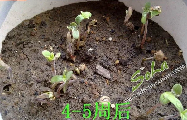 Семена Роз Купить Многолетние