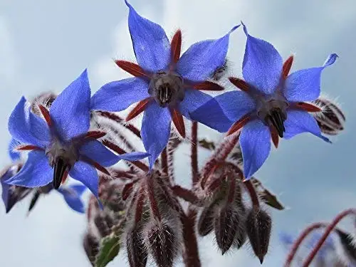 

100 Pcs Borage Bonsai 100% Natural Flower Extra Large Packet Open Pollinated Non-GMO Wildflower Borago officianalis