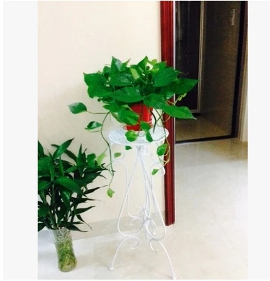 Wrought iron flower floor a few indoor single money plant flowerpot wearing white flower of bracketplant of the sitting room