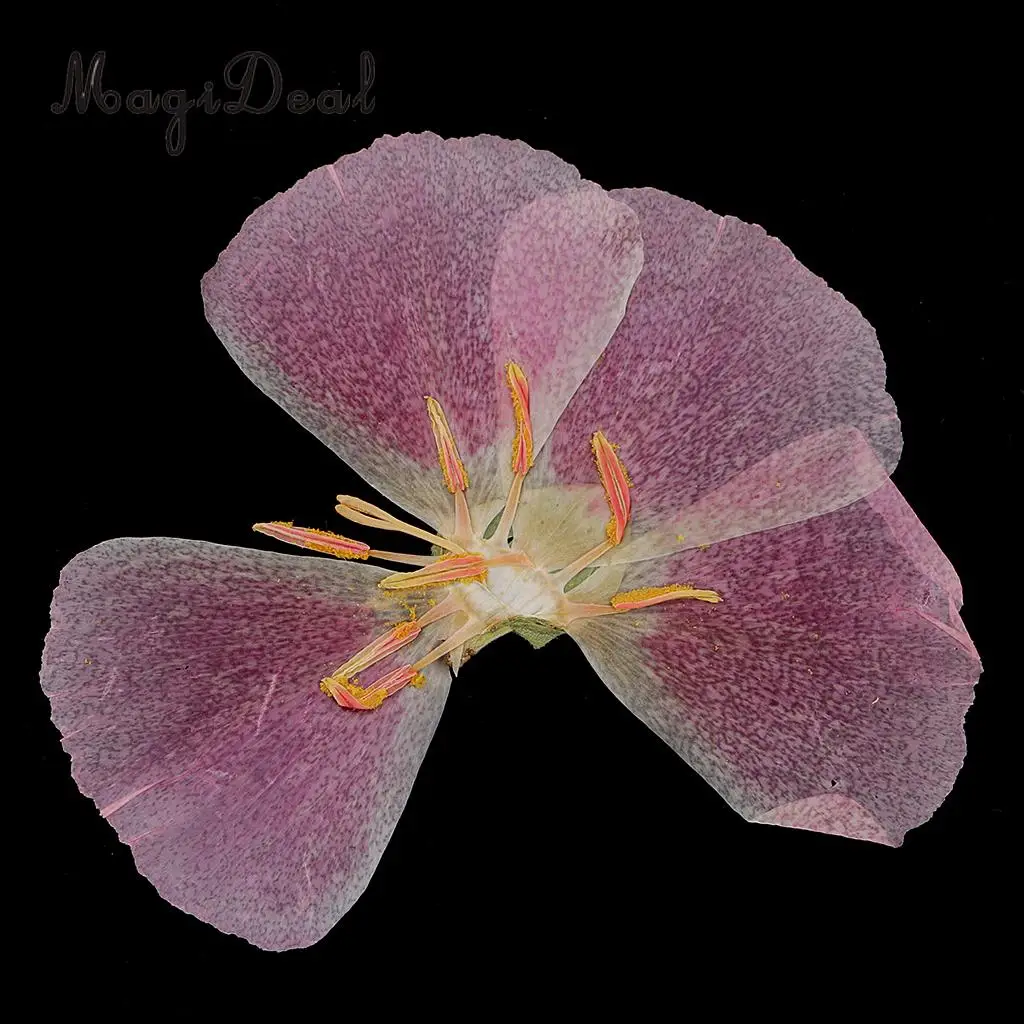6x Natural Pressed Real Dried Flower Specimen for Jewelry Making Resin Casting DIY Craft Scrapbook Embellishment 4-7cm