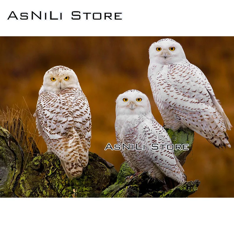 

Full square 5D DIY diamond painting "New Owl Picture" 3D Diamond Embroidered Cross-stitch Rhinestone Mosaic Decoration