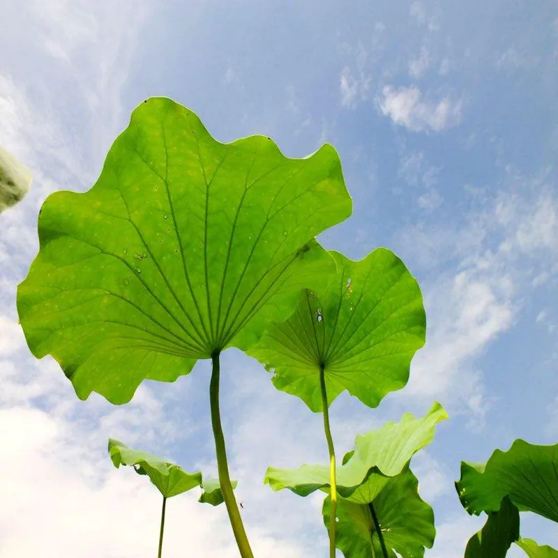 100-1000 г чистый порошок из листа лотоса Экстракт 20:1, Nelumbo Nucifera Gaern., Лотос, цветок лотоса, водяная Лилия, экстракт ненупара