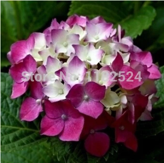 Image of Hydrangea macrophylla seeds