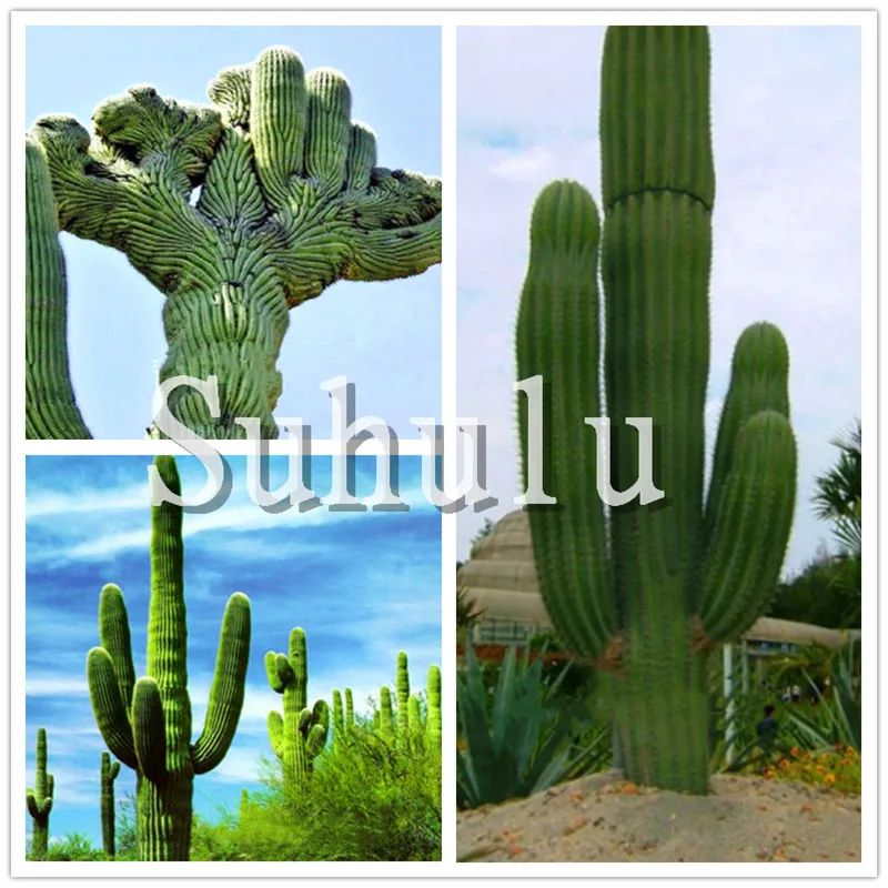 

200 Pcs Giant Cactus Succulents bonsai Flowering Succulent bonsai Rare Flower plant Garden Potted Plant Family Anti-radiation