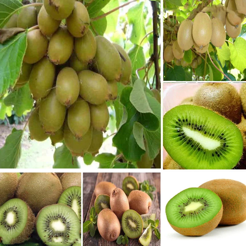 100 pcs Bonsai Kiwi Tree rare fruit bonsai tree red delicious Kiwi