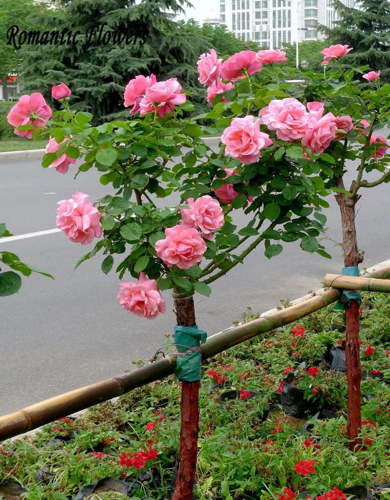 online get cheap pink rose tree -aliexpress | alibaba group online get cheap pink rose tree -aliexpress | alibaba group