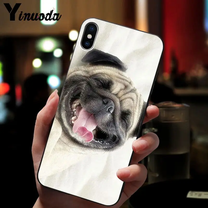 Cute pug dog