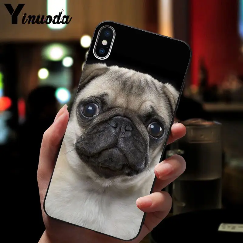 Cute pug dog