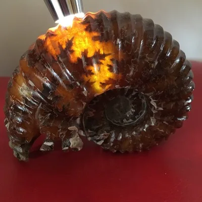 

NATURAL Polished "Goat Horn" Fossil Ammonite Douvilleiceras Madagascar