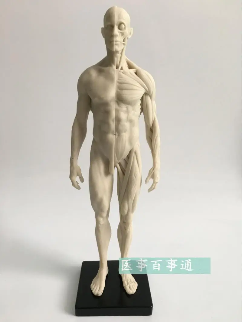 

30cm resin white CG painting sculpture male model musculoskeletal anatomy human body structure art model free shopping