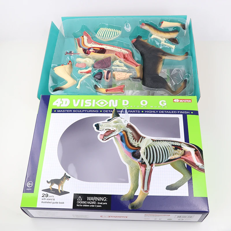 Modelo Anatomia Cachorro - Veterinária