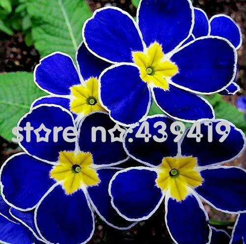 

11.11 Promotion!!! Promotion!!! 100 Evening Primrose- Blue Evening Primrose,fragrant DIY Home Garden flower hardy plant,Free Shi