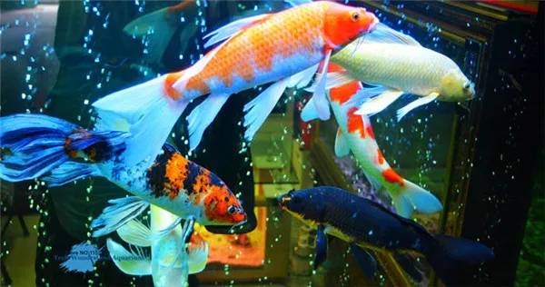 Рыба для декораций корма для аквариума Koi hyperchromic кормовая рыба бак Спирулина богатая рыба еда 1350 г средний с большими шипами