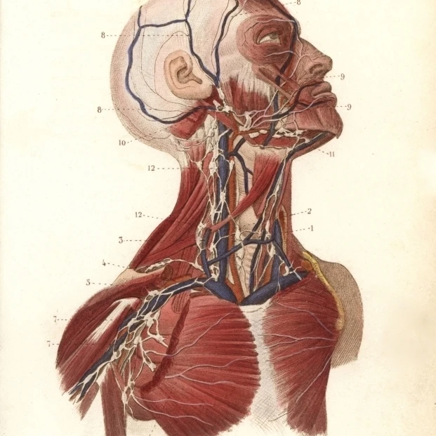 Lymph Nodes And Vessels In The Head  Neck And Chest Poster Print By <ALIMT >&reg;</ALIMT> Florilegius Mary Evans (18 X 24)