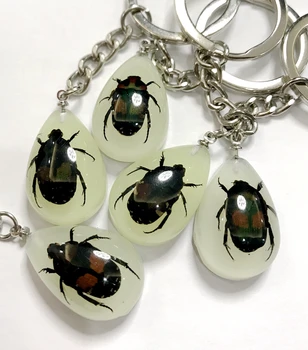 

FREE SHIPPING YQTDMY 30 pcs Real Newest Bug Keychain Key Ring Specimens Collecting Trinket Promotion Gift,Novel Gift