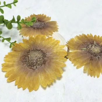 

60pcs Pressed Dried Calendula Officinalis Flowers Plant Herbarium For Jewelry Postcard Invitation Card Making Accessories