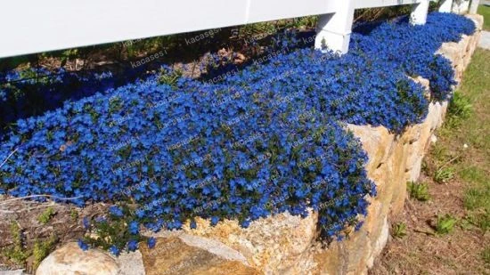100 Pcs/Bag Creeping Thyme bonsai, Rare Color ROCK CRESS plants - Perennial Ground Cover Flower Natural Growth For Home Garden