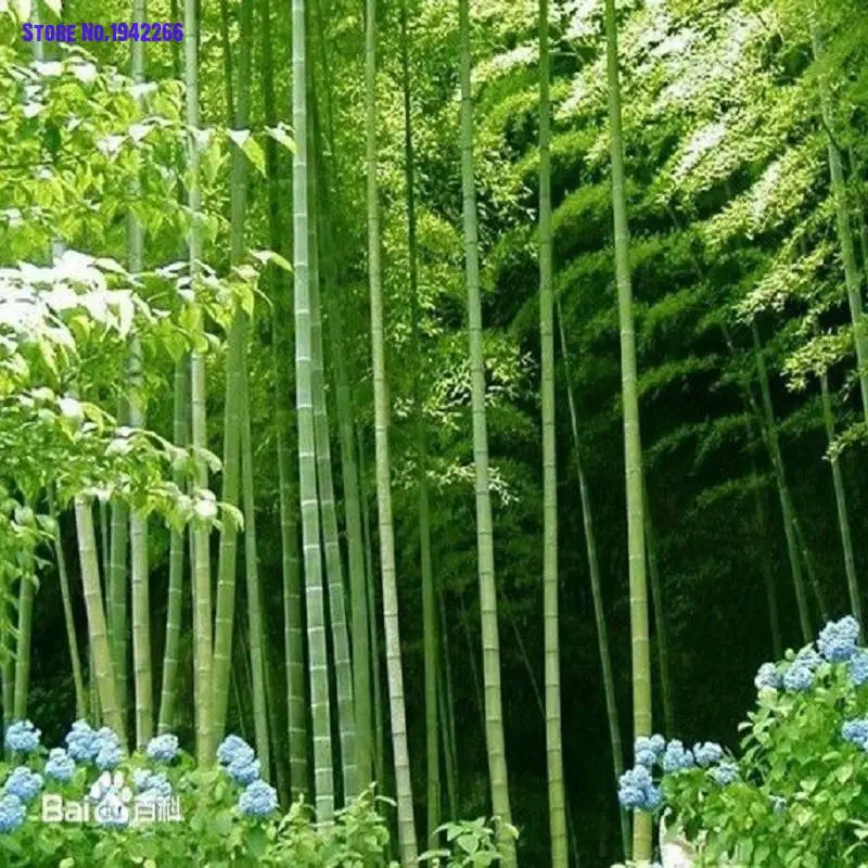 

40pcs MOSO BAMBOO HUGE MAO BAMBOO- bonsais - Phyllostachys pubescens / edulis - Moso Hardy Bamboo Home Garden Decoration