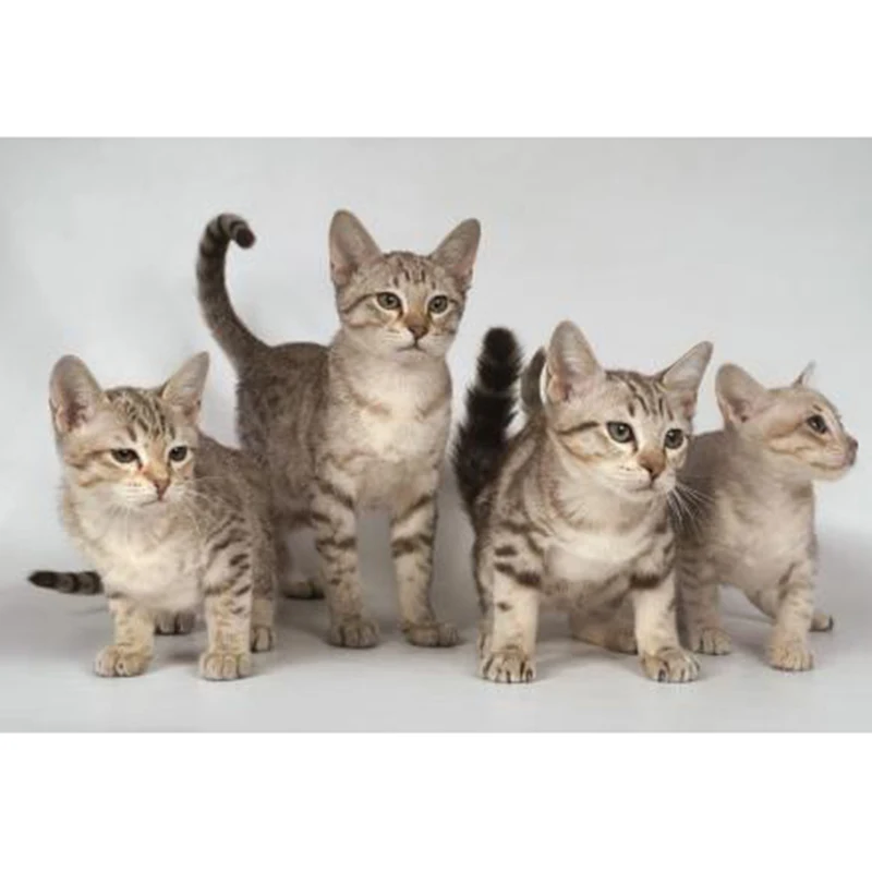 5d diy diamond embroidery full drill painting cross stitch animal pet cat picture diamond mosaic pattern home decoration gift