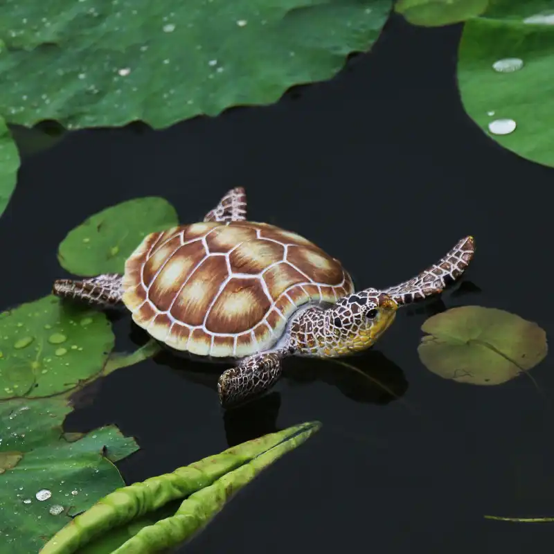 tortoise for fish tank