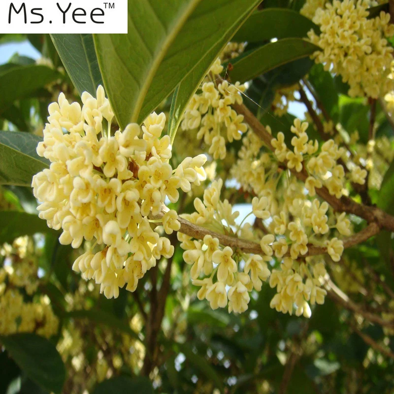 Эфирное масло Osmanthus(Osmanthus fragrans) Новинка чистый натуральный живой ароматерапия аромат ароматические масла терапевтические