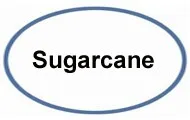 sugarcane