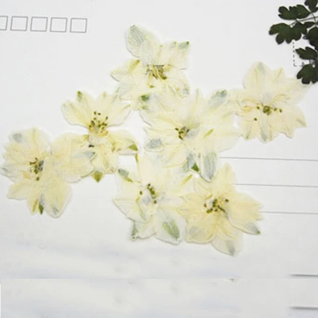 1000pcs White color Larkspur Dried Pressed Flower cheapest