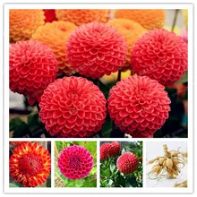 Красный луковицы георгина цветок бонсай луковицы цветов, символизирующие смелости и Lucky домашнее садовое растение-2 лампы